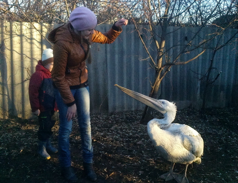 В Оренбуржье залетели пеликаны